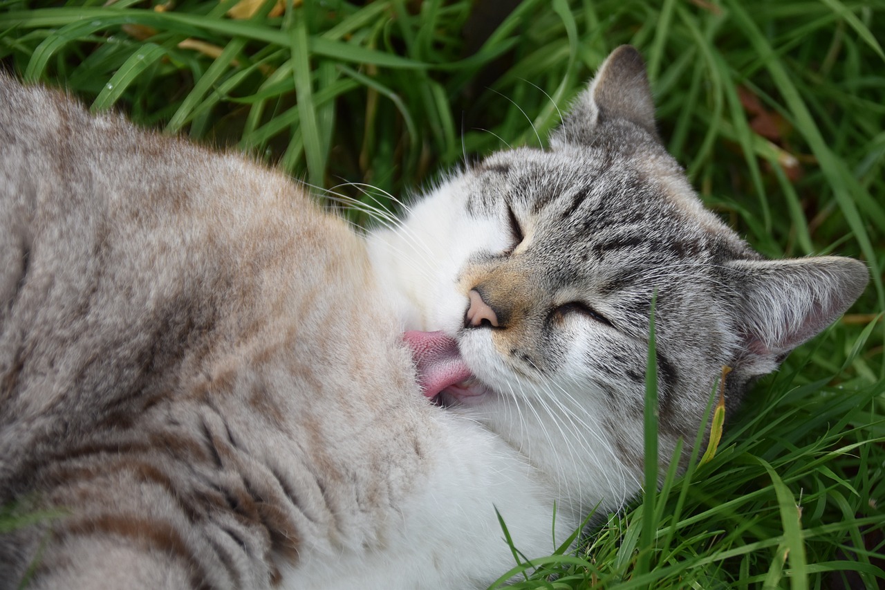 How to Help Your Pet Adjust to Different Grooming Styles